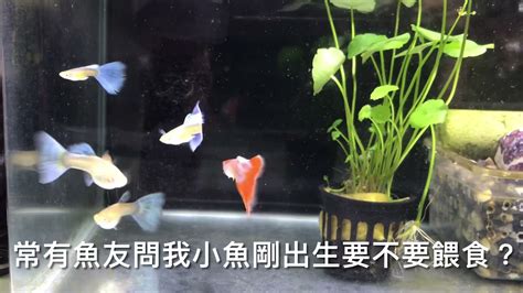 什麼魚最好養